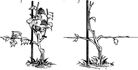 Иллюстрация к книге — Большая энциклопедия дачника [_75.jpg]