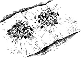 Иллюстрация к книге — Большая энциклопедия дачника [_78.jpg]