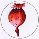 Иллюстрация к книге — Секреты племен [pic_274.jpg]