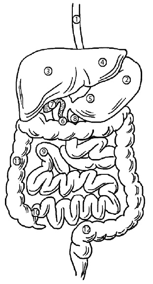 Иллюстрация к книге — Восточный путь самоомоложения. Все лучшие техники и методики [_110.jpg]