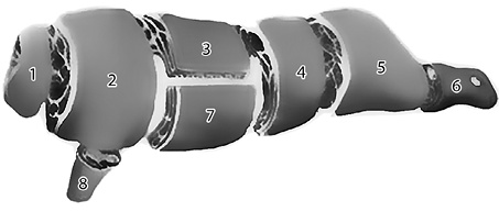 Иллюстрация к книге — Сочная буженина и зельц [i_004.jpg]