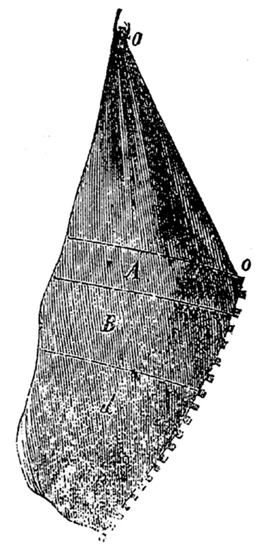 Иллюстрация к книге — Поваренная книга русской опытной хозяйки. Супы и похлебки [i_009.jpg]