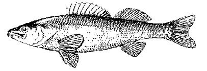 Иллюстрация к книге — Мультиварка. Блиц-рецепты! Самые вкусные! Cамые быстрые! [i_100.jpg]