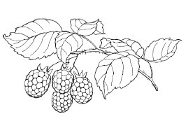 Иллюстрация к книге — Мультиварка. 300 рецептов для всей семьи [i_077.jpg]