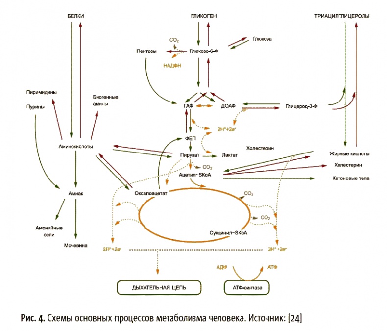 Иллюстрация к книге — Теперь я ем все, что хочу! Система питания Давида Яна [_27.jpg]