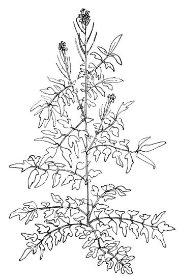 Иллюстрация к книге — Кухня Робинзона. Рецепты блюд из дикорастущих растений и цветов [image009.jpg]