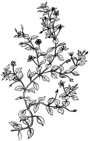 Иллюстрация к книге — Кухня Робинзона. Рецепты блюд из дикорастущих растений и цветов [image011.jpg]