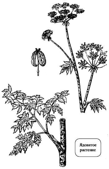 Иллюстрация к книге — Кухня Робинзона. Рецепты блюд из дикорастущих растений и цветов [image017.jpg]