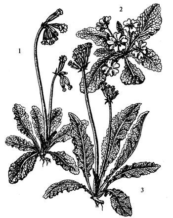 Иллюстрация к книге — Кухня Робинзона. Рецепты блюд из дикорастущих растений и цветов [image021.jpg]