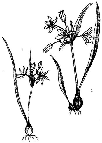 Иллюстрация к книге — Кухня Робинзона. Рецепты блюд из дикорастущих растений и цветов [image033.jpg]