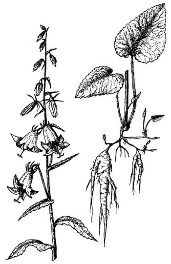 Иллюстрация к книге — Кухня Робинзона. Рецепты блюд из дикорастущих растений и цветов [image037.jpg]