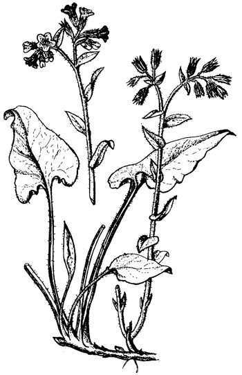 Иллюстрация к книге — Кухня Робинзона. Рецепты блюд из дикорастущих растений и цветов [image039.jpg]