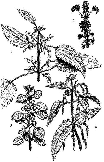 Иллюстрация к книге — Кухня Робинзона. Рецепты блюд из дикорастущих растений и цветов [image041.jpg]