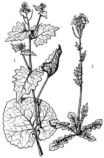 Иллюстрация к книге — Кухня Робинзона. Рецепты блюд из дикорастущих растений и цветов [image047.jpg]