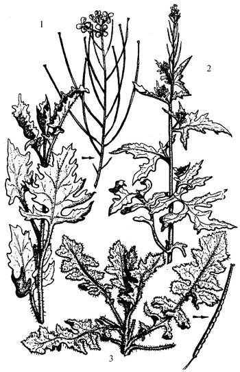 Иллюстрация к книге — Кухня Робинзона. Рецепты блюд из дикорастущих растений и цветов [image049.jpg]