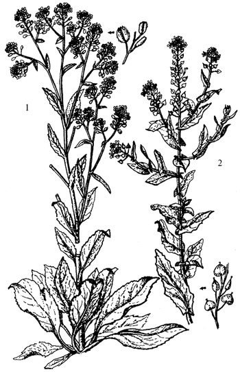 Иллюстрация к книге — Кухня Робинзона. Рецепты блюд из дикорастущих растений и цветов [image051.jpg]