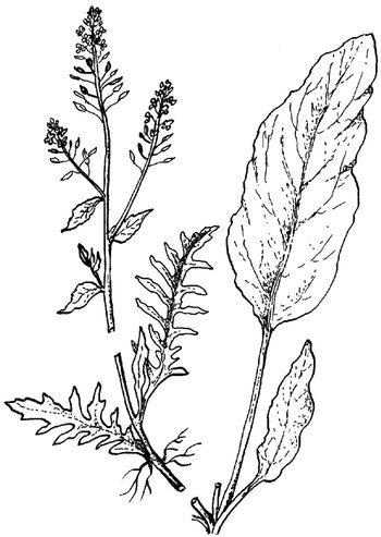 Иллюстрация к книге — Кухня Робинзона. Рецепты блюд из дикорастущих растений и цветов [image055.jpg]