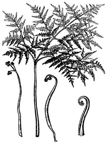 Иллюстрация к книге — Кухня Робинзона. Рецепты блюд из дикорастущих растений и цветов [image067.jpg]