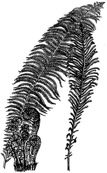 Иллюстрация к книге — Кухня Робинзона. Рецепты блюд из дикорастущих растений и цветов [image069.jpg]