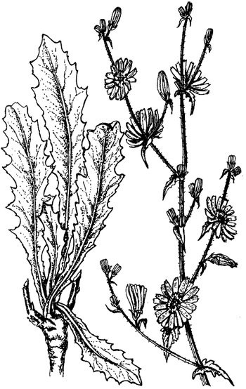 Иллюстрация к книге — Кухня Робинзона. Рецепты блюд из дикорастущих растений и цветов [image071.jpg]