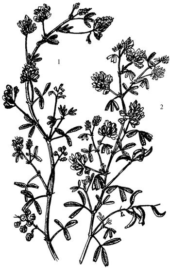 Иллюстрация к книге — Кухня Робинзона. Рецепты блюд из дикорастущих растений и цветов [image089.jpg]