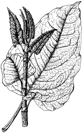 Иллюстрация к книге — Кухня Робинзона. Рецепты блюд из дикорастущих растений и цветов [image093.jpg]