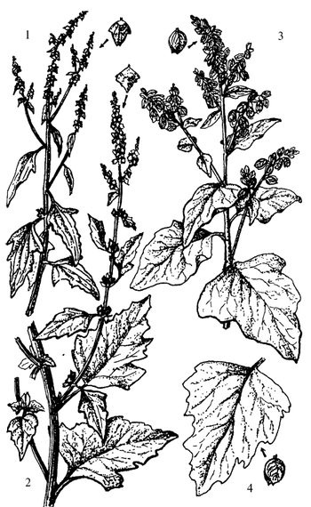 Иллюстрация к книге — Кухня Робинзона. Рецепты блюд из дикорастущих растений и цветов [image095.jpg]