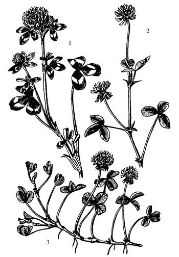 Иллюстрация к книге — Кухня Робинзона. Рецепты блюд из дикорастущих растений и цветов [image103.jpg]