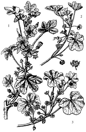 Иллюстрация к книге — Кухня Робинзона. Рецепты блюд из дикорастущих растений и цветов [image105.jpg]