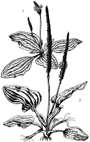 Иллюстрация к книге — Кухня Робинзона. Рецепты блюд из дикорастущих растений и цветов [image109.jpg]