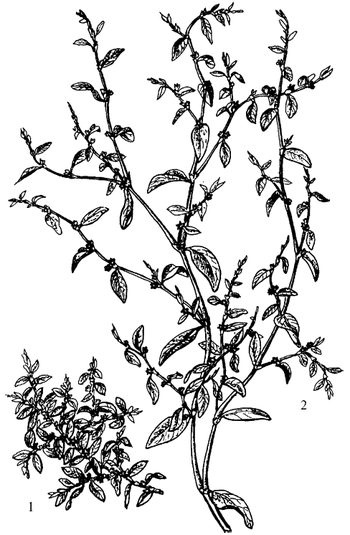 Иллюстрация к книге — Кухня Робинзона. Рецепты блюд из дикорастущих растений и цветов [image113.jpg]