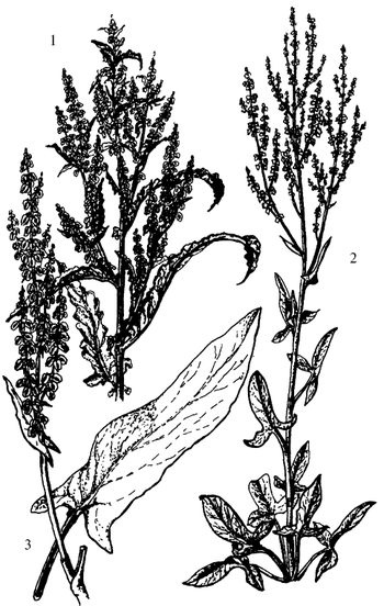 Иллюстрация к книге — Кухня Робинзона. Рецепты блюд из дикорастущих растений и цветов [image119.jpg]