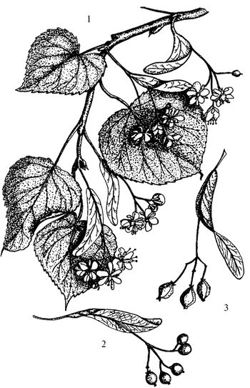 Иллюстрация к книге — Кухня Робинзона. Рецепты блюд из дикорастущих растений и цветов [image125.jpg]