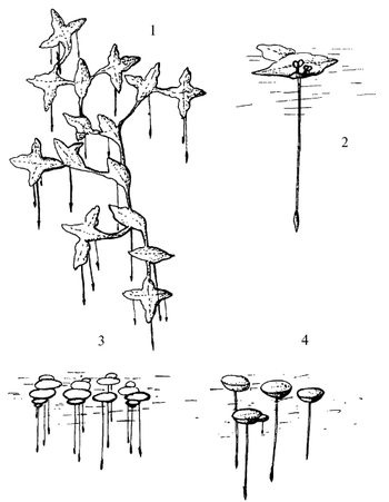 Иллюстрация к книге — Кухня Робинзона. Рецепты блюд из дикорастущих растений и цветов [image127.jpg]