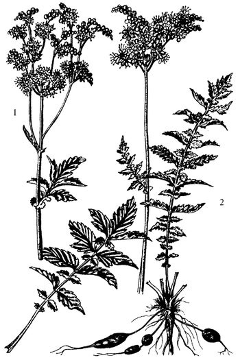 Иллюстрация к книге — Кухня Робинзона. Рецепты блюд из дикорастущих растений и цветов [image131.jpg]