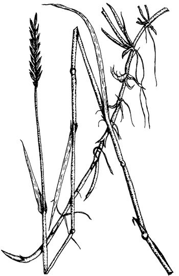 Иллюстрация к книге — Кухня Робинзона. Рецепты блюд из дикорастущих растений и цветов [image133.jpg]