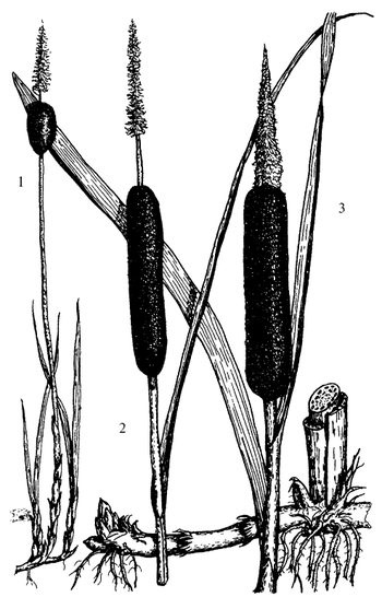 Иллюстрация к книге — Кухня Робинзона. Рецепты блюд из дикорастущих растений и цветов [image137.jpg]