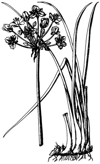 Иллюстрация к книге — Кухня Робинзона. Рецепты блюд из дикорастущих растений и цветов [image143.jpg]