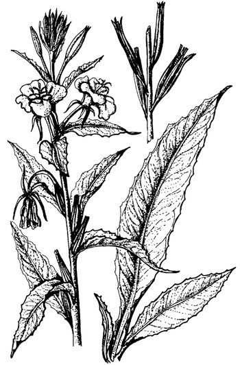 Иллюстрация к книге — Кухня Робинзона. Рецепты блюд из дикорастущих растений и цветов [image155.jpg]