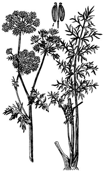 Иллюстрация к книге — Кухня Робинзона. Рецепты блюд из дикорастущих растений и цветов [image167.jpg]