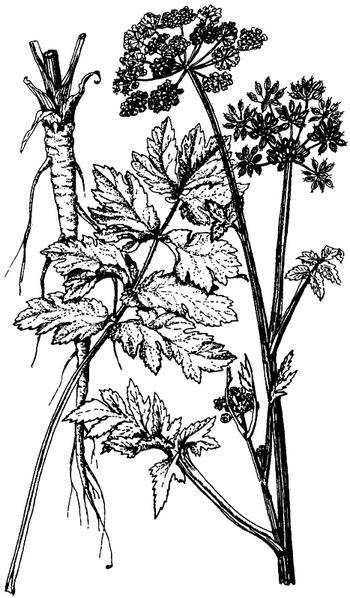 Иллюстрация к книге — Кухня Робинзона. Рецепты блюд из дикорастущих растений и цветов [image169.jpg]