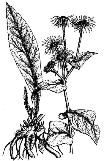 Иллюстрация к книге — Кухня Робинзона. Рецепты блюд из дикорастущих растений и цветов [image181.jpg]