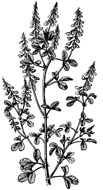 Иллюстрация к книге — Кухня Робинзона. Рецепты блюд из дикорастущих растений и цветов [image183.jpg]