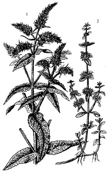 Иллюстрация к книге — Кухня Робинзона. Рецепты блюд из дикорастущих растений и цветов [image187.jpg]