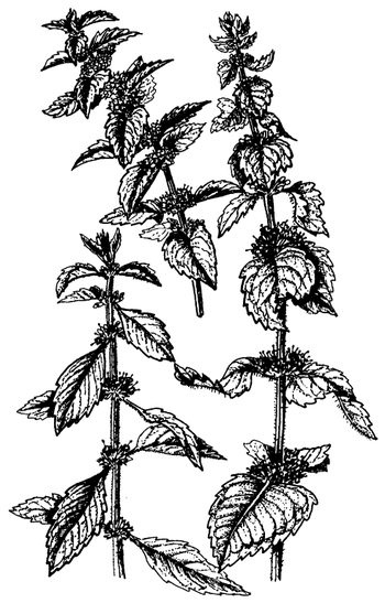 Иллюстрация к книге — Кухня Робинзона. Рецепты блюд из дикорастущих растений и цветов [image191.jpg]