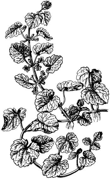 Иллюстрация к книге — Кухня Робинзона. Рецепты блюд из дикорастущих растений и цветов [image193.jpg]