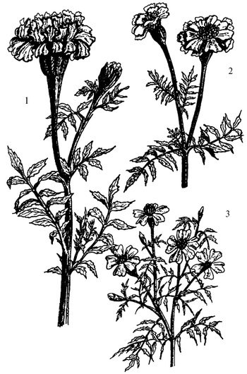 Иллюстрация к книге — Кухня Робинзона. Рецепты блюд из дикорастущих растений и цветов [image203.jpg]