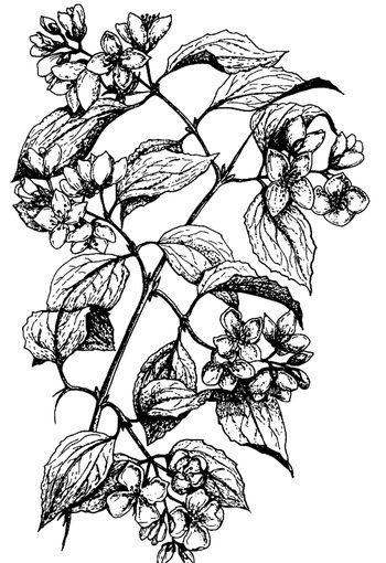 Иллюстрация к книге — Кухня Робинзона. Рецепты блюд из дикорастущих растений и цветов [image205.jpg]