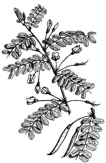 Иллюстрация к книге — Кухня Робинзона. Рецепты блюд из дикорастущих растений и цветов [image207.jpg]