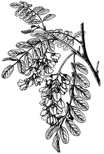 Иллюстрация к книге — Кухня Робинзона. Рецепты блюд из дикорастущих растений и цветов [image209.jpg]